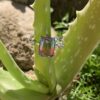 Bague Diane
